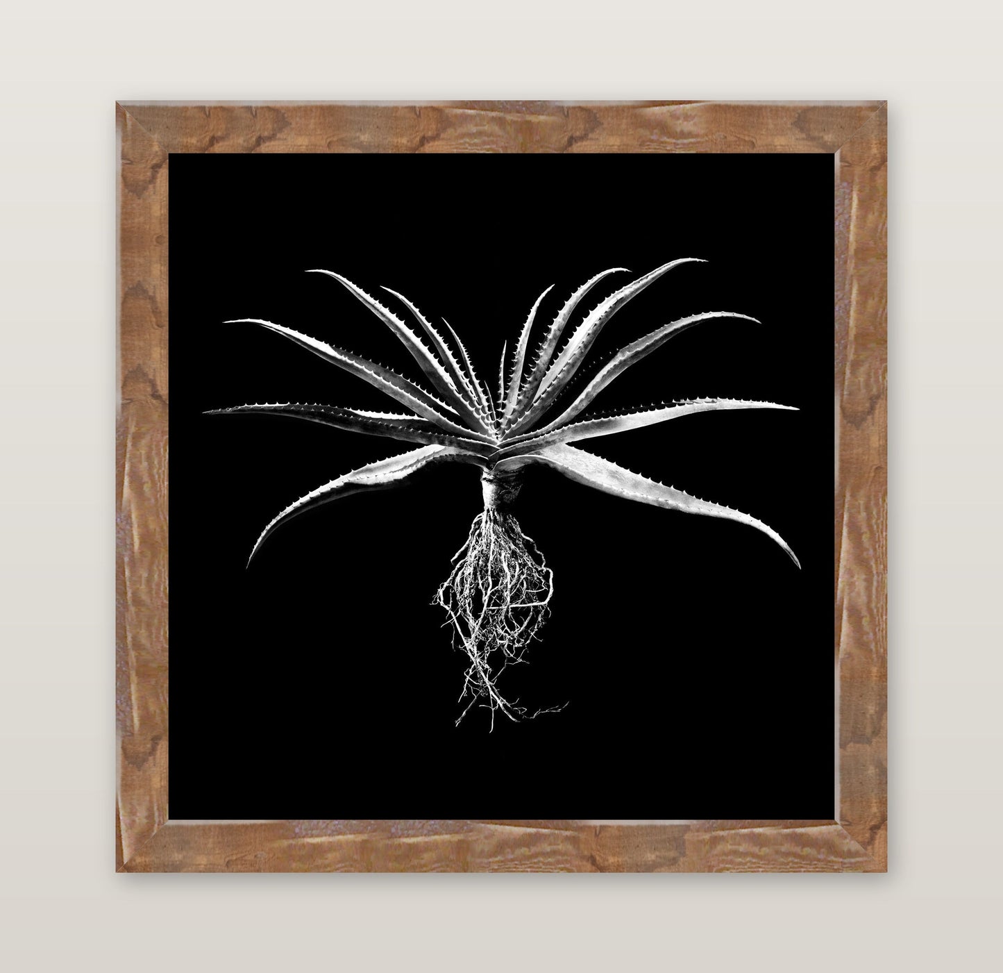 David Ballam - Aloe 01