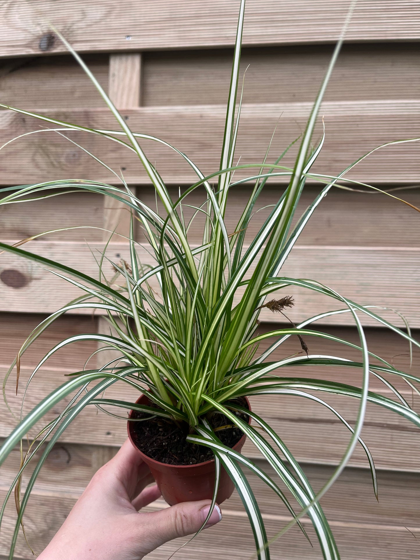 Carex oshimensis 'Evergold' Grass 8cm / 1L / 2L / 3L