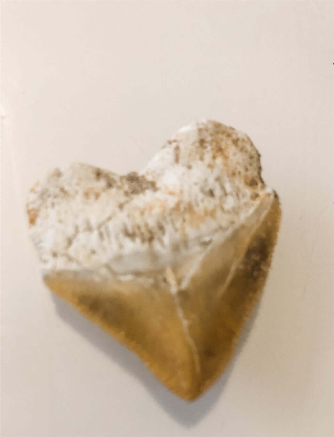 Fossilised Squalicorax Sharks Teeth