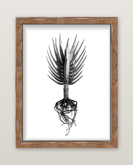 David Ballam - Aloe 04