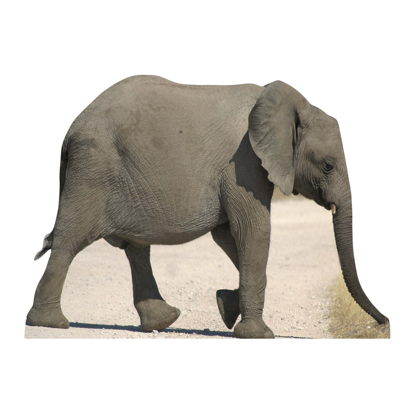 SC069 Baby Elephant Cardboard Cut Out Height 93cm