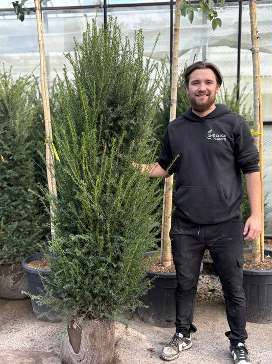 Taxus baccata Rootball (English Yew)