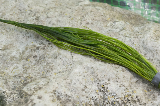Ranunculus aquatilis - 1 - 50 Bunch / Oxygenating Pond Water Plants - OX022