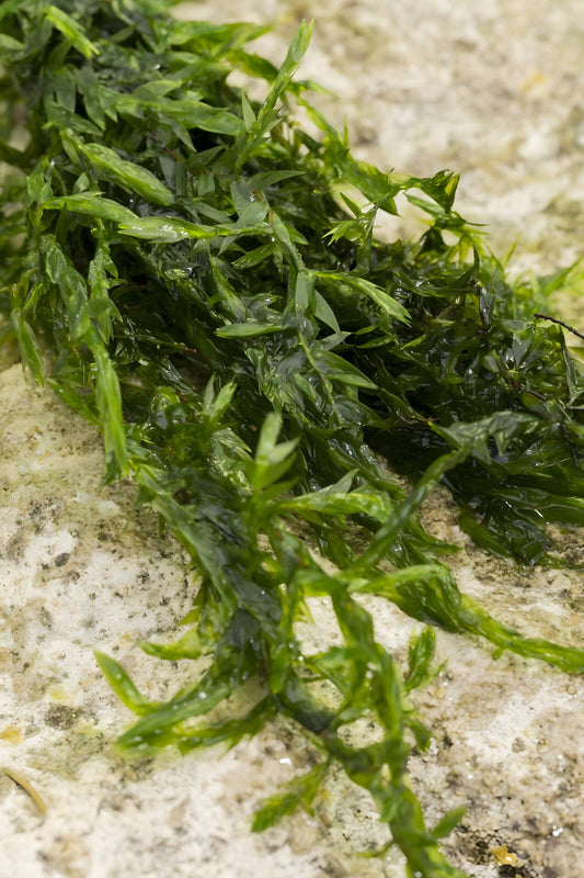 Fontinalis (Willow Moss) - 1 - 50 Bunches / Oxygenating Pond Water Plants - Weighted - OX007