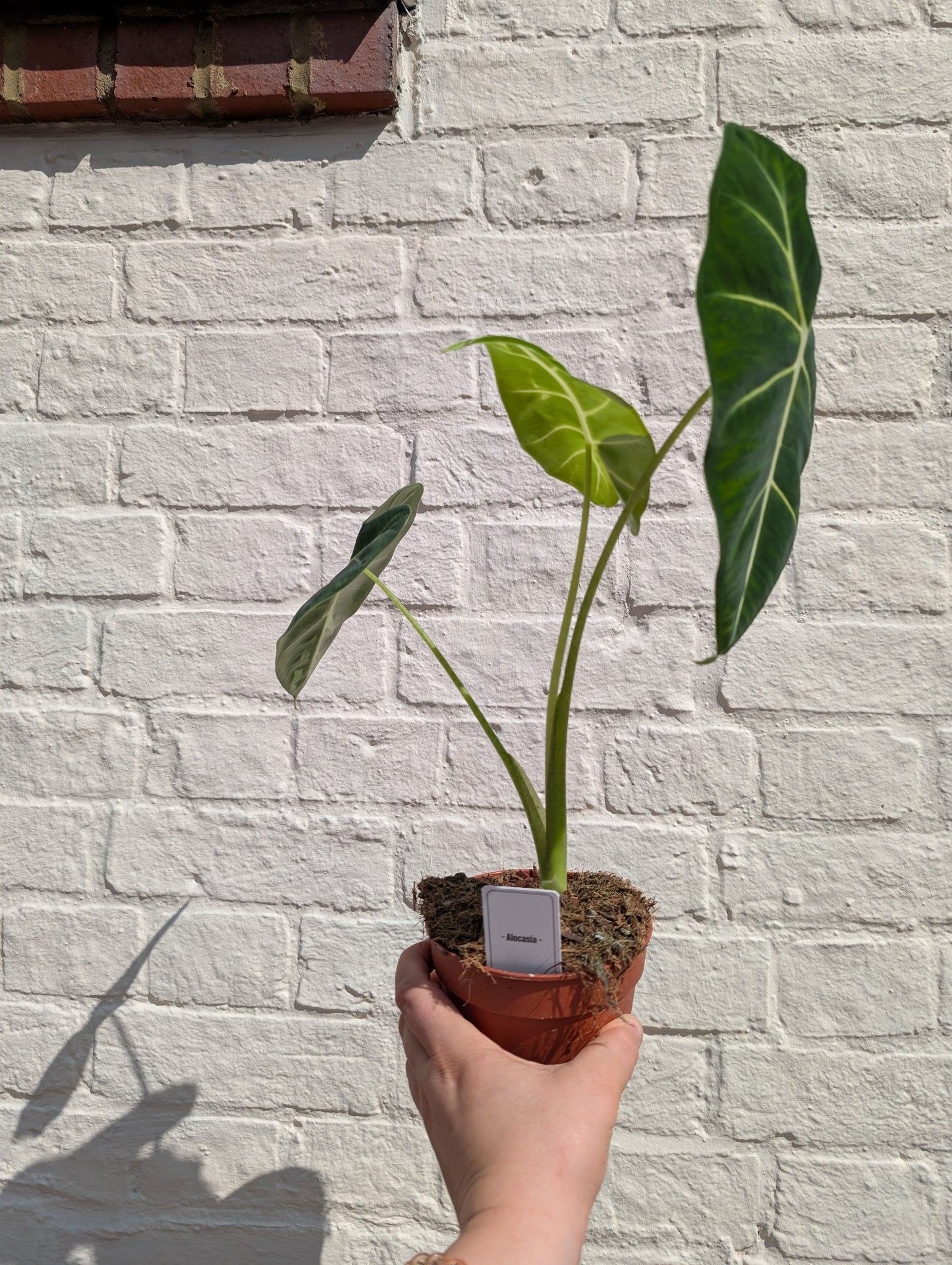 Alocasia micholitziana 'Frydek'