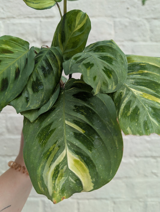 Maranta leuconeura 'Fiesta'
