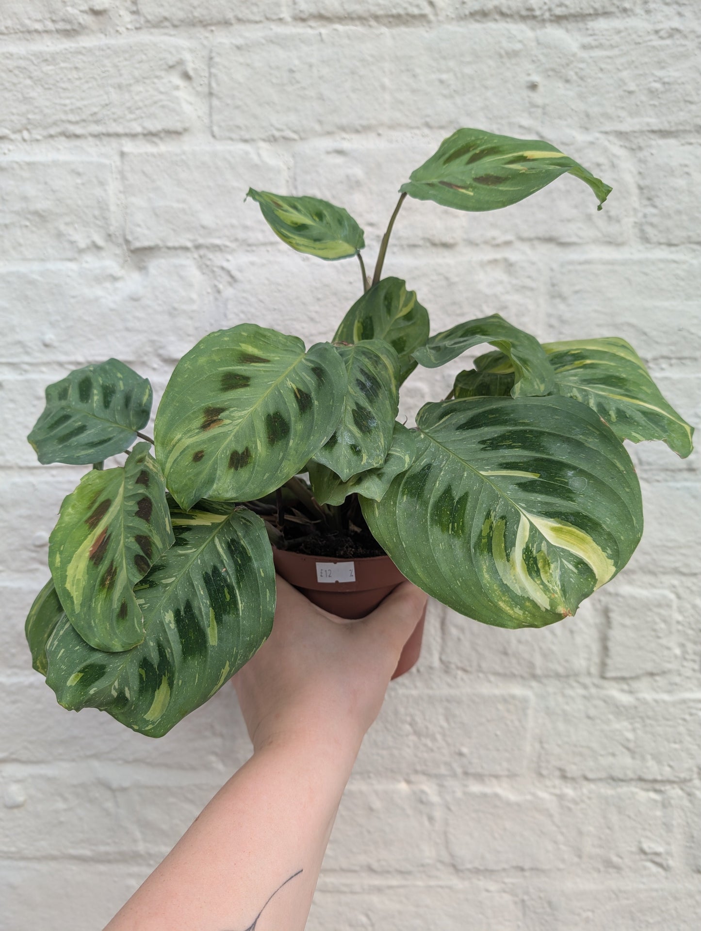 Maranta leuconeura 'Fiesta'