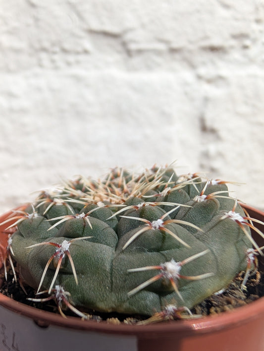 Gymnocalycium quehlianum (Quehla chin cactus)