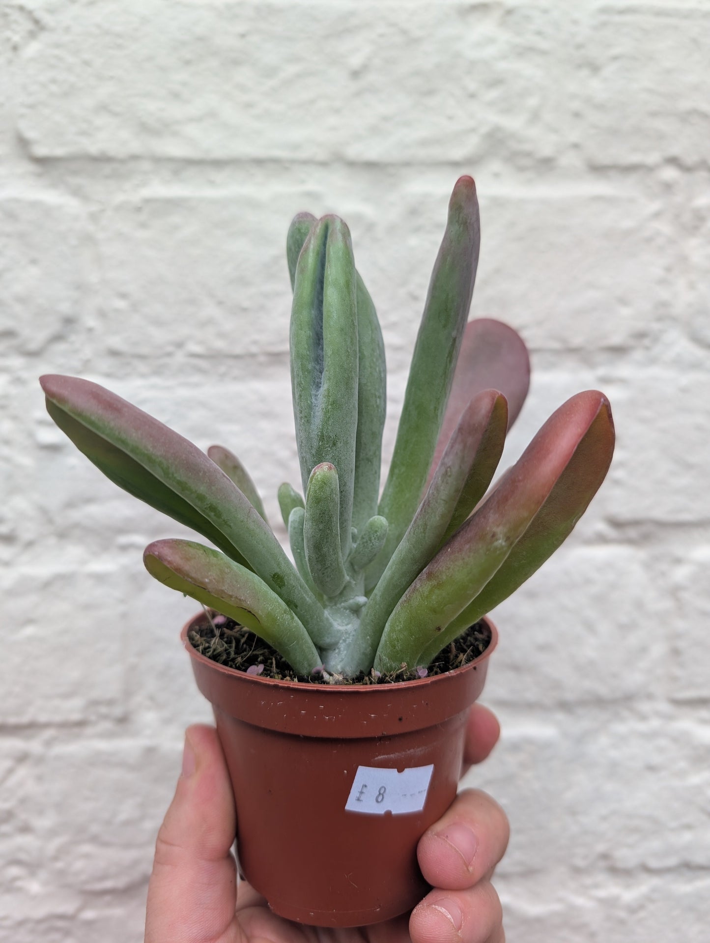 Kalanchoe luciae 'Oricula' (Paddle Plant)