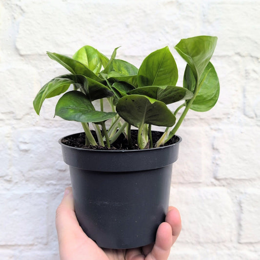 Epipremnum pinnatum 'Global Green' (Devils Ivy)