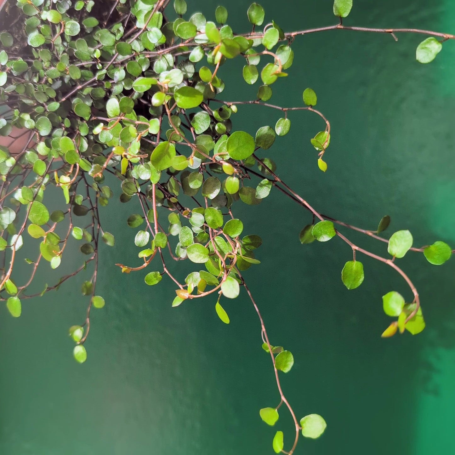 Muehlenbeckia complexa 'Maori' (New Zealand Wire Vine)
