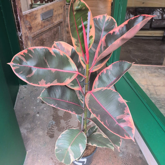 Ficus elastica (Rubber Plant) -6 varieties available