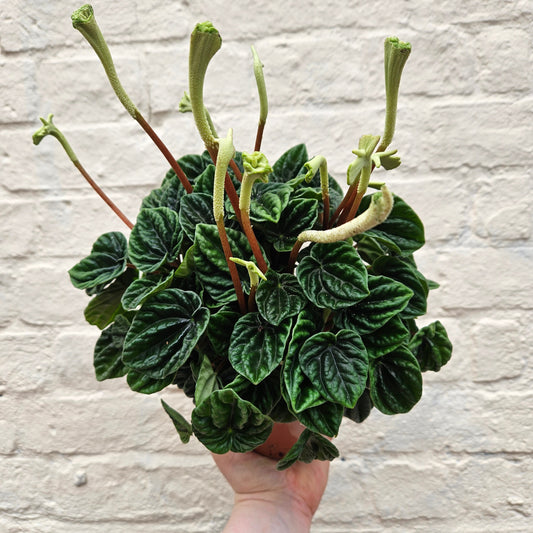 Peperomia caperata 'Lilian' (Radiator Plant)