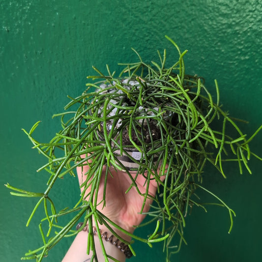 Small glass open terrarium