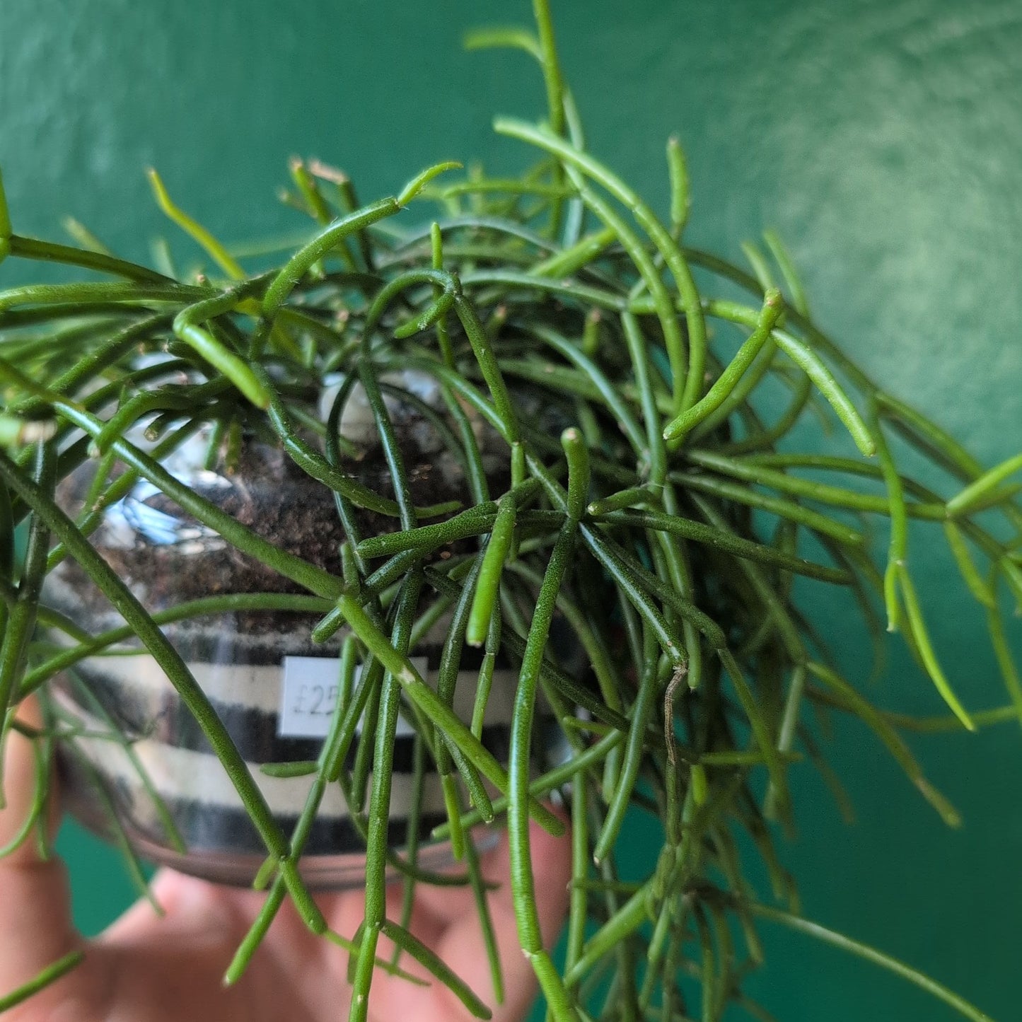 Small glass open terrarium