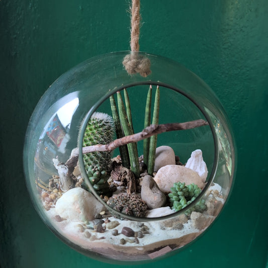 Hanging Succulent and Cacti Globe Open Terrarium