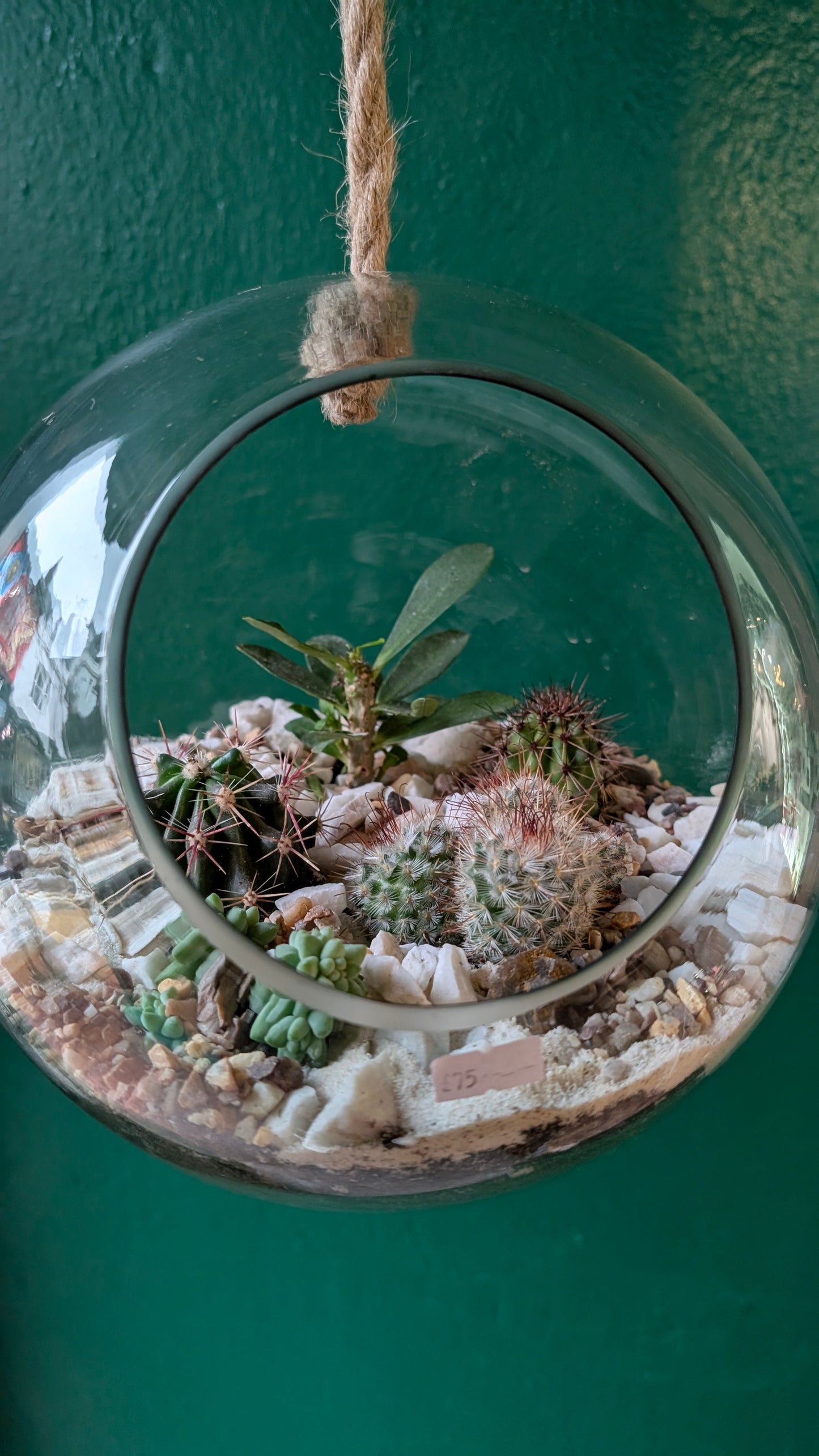 Hanging Succulent and Cacti Globe Open Terrarium