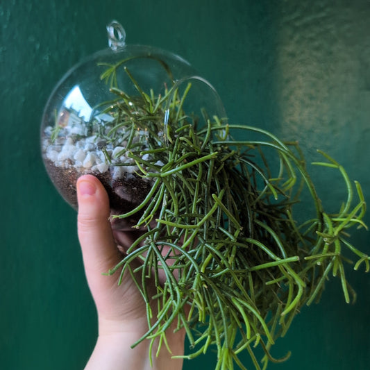 Small Hanging Globe Open Terrarium