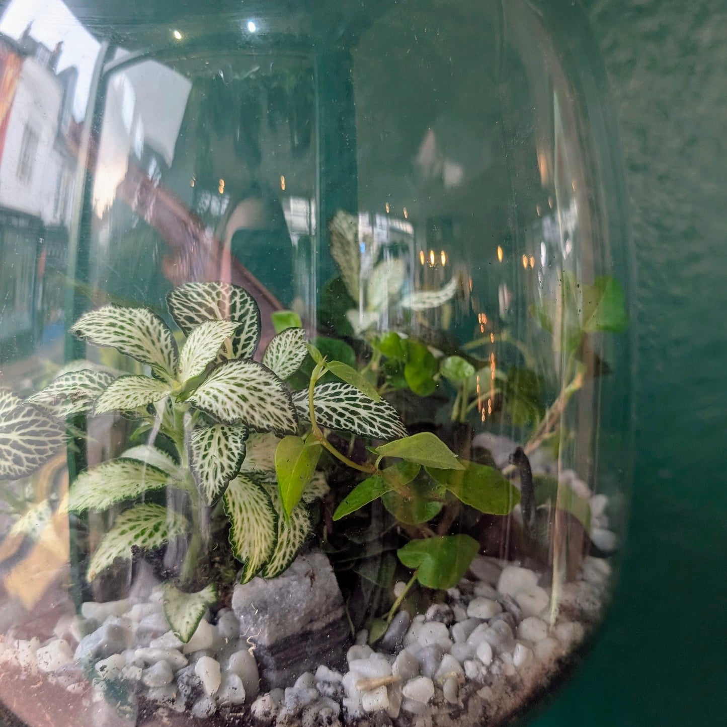 Medium Egg shaped terrarium