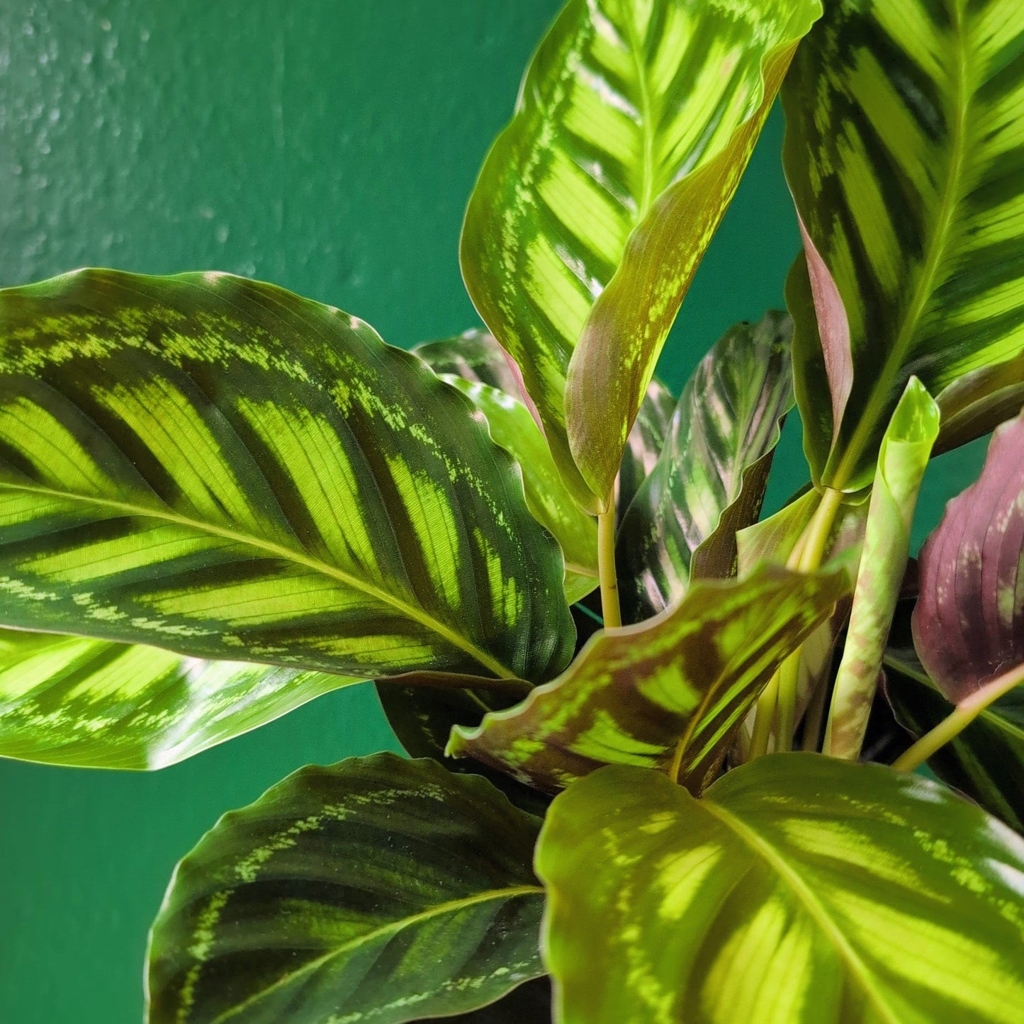 Calathea Veitchiana 'Flamestar' (Prayer Plant)