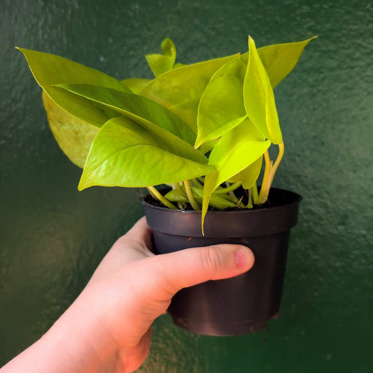 Epipremnum Aureum 'Neon' (Neon Pothos/ Devils Ivy)