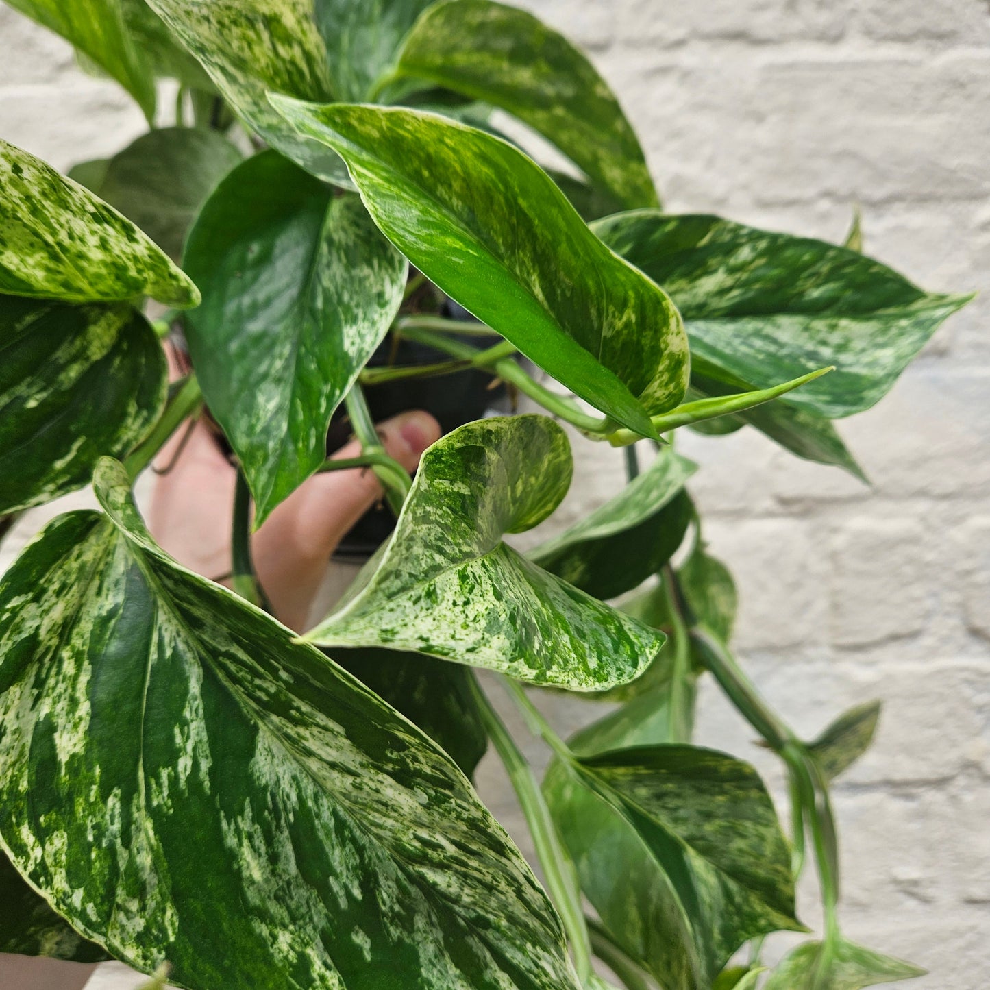 Epipremnum pinnatum 'Marble Queen' (Pothos/ Devils Ivy)