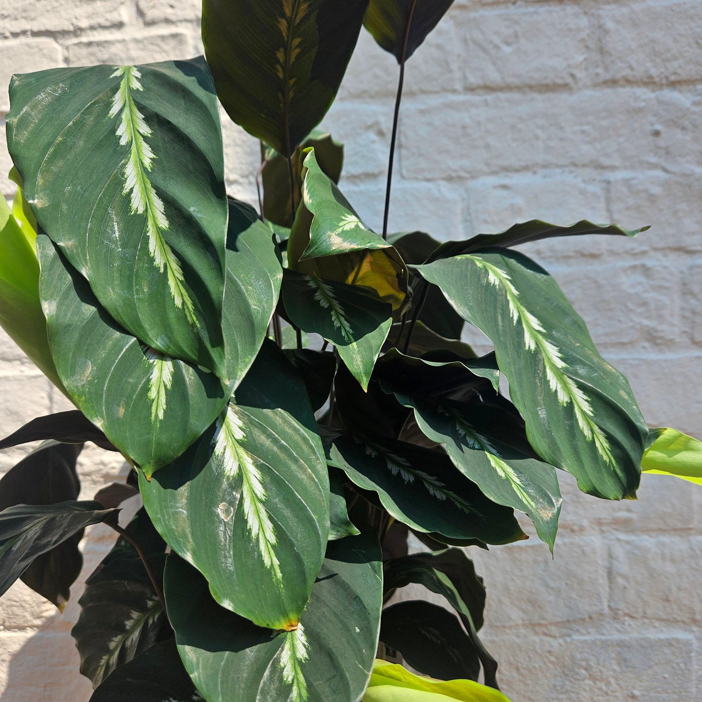 Goeppertia louisae 'Maui Queen' syn. Calathea louisae 'Maui Queen' (Prayer Plant)