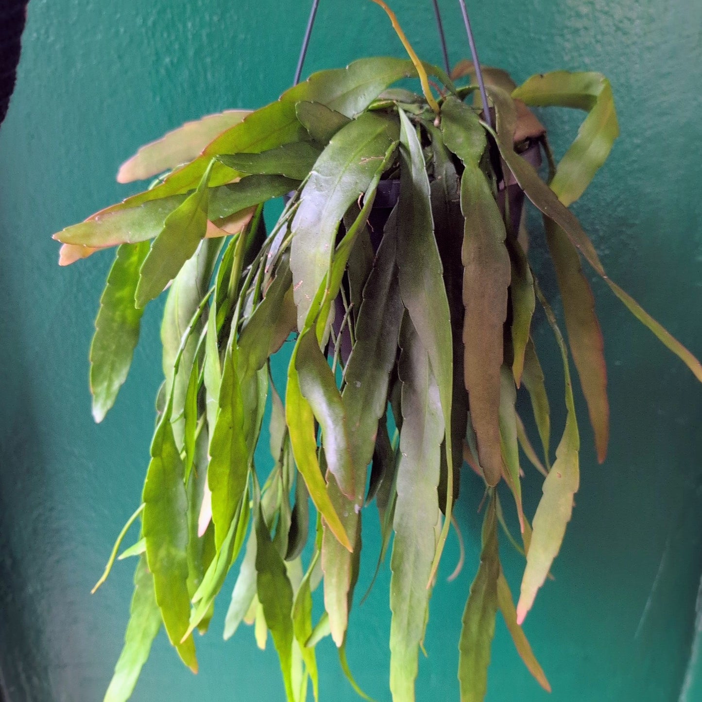 Rhipsalis ramulosa (Red Coral)