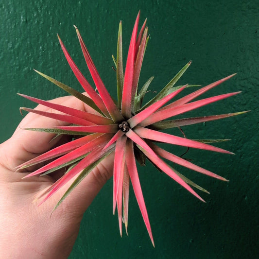 Tillandsia 'lonantha red' (Air Plant)