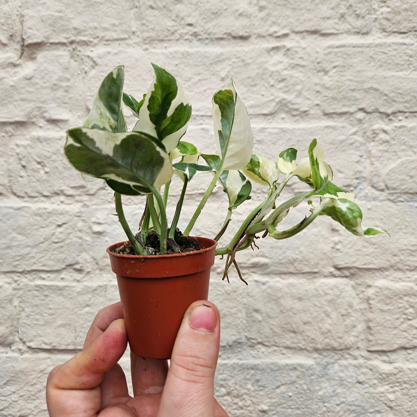 Epipremnum aureum 'N joy' (Pothos)