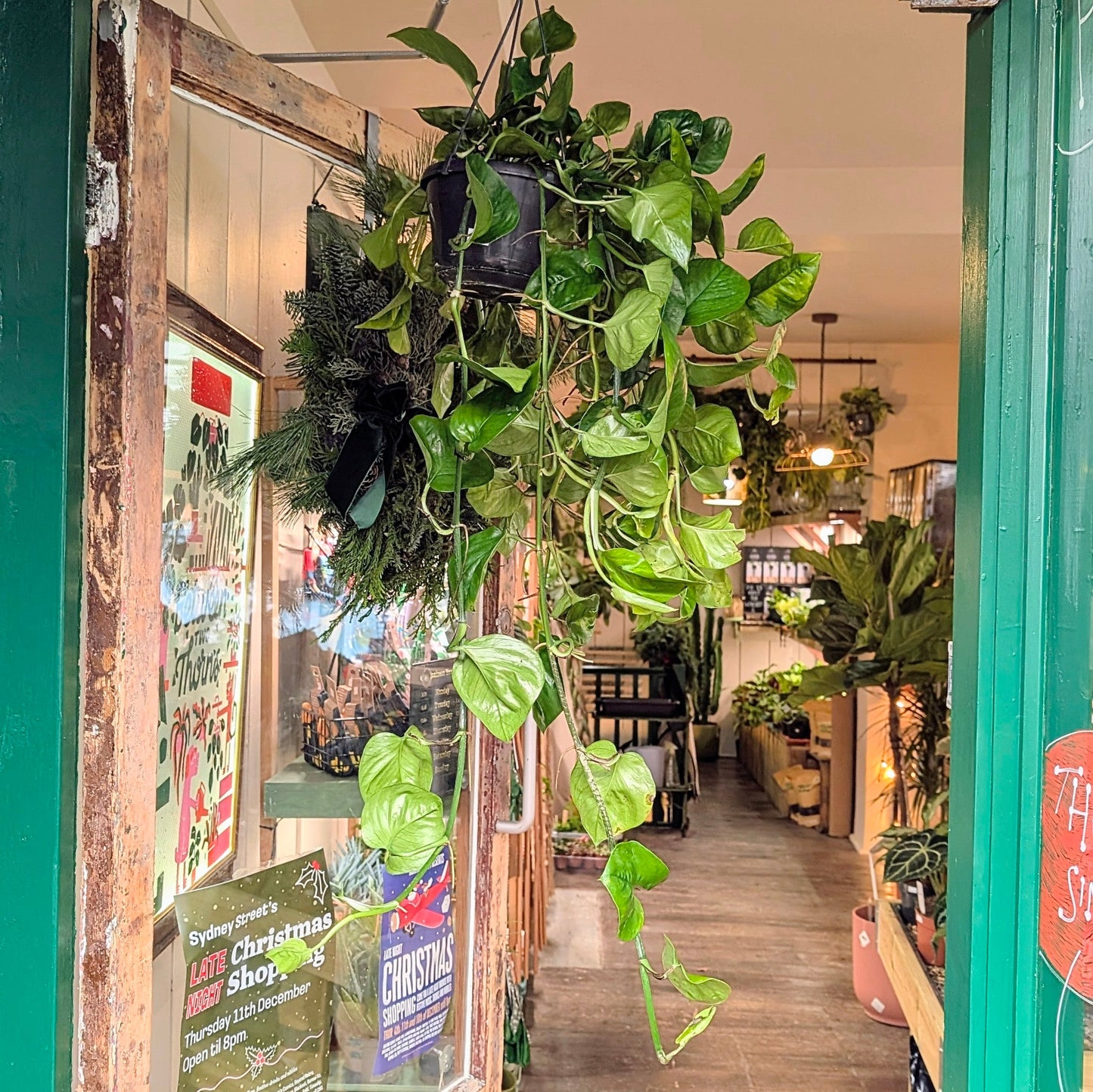 Epipremnum pinnatum 'Global Green' (Devils Ivy)