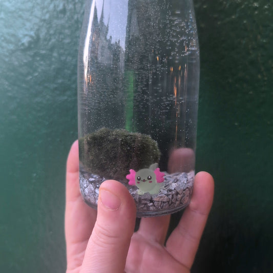 Cladophora aegagropila (Marimo moss balls)