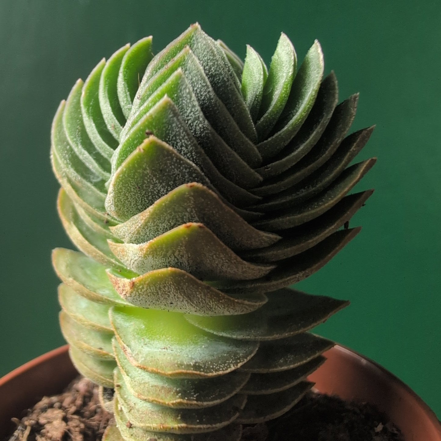 Crassula 'Buddhas Temple' (Pagoda Plant)