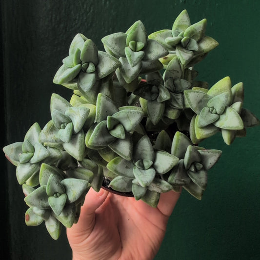 Crassula perforata (String of Buttons)