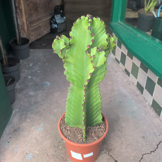 Euphorbia ingens 'Canarias' (large desert/cowboy cactus)