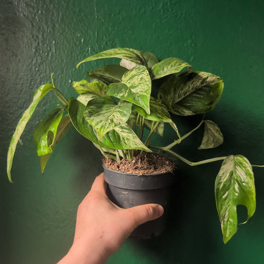 Epipremnum pinnatum 'Marble King' (Pothos/ Devils Ivy)