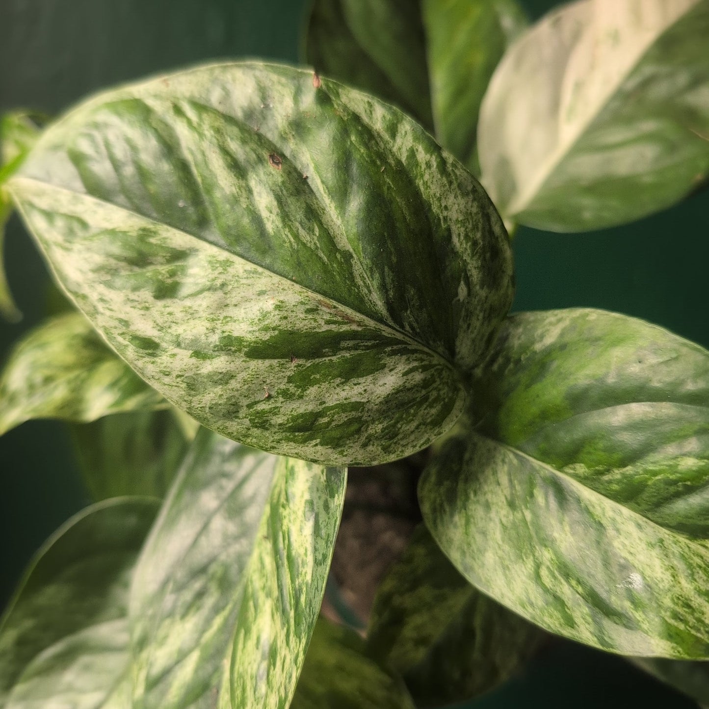 Epipremnum pinnatum 'Marble King' (Pothos/ Devils Ivy)