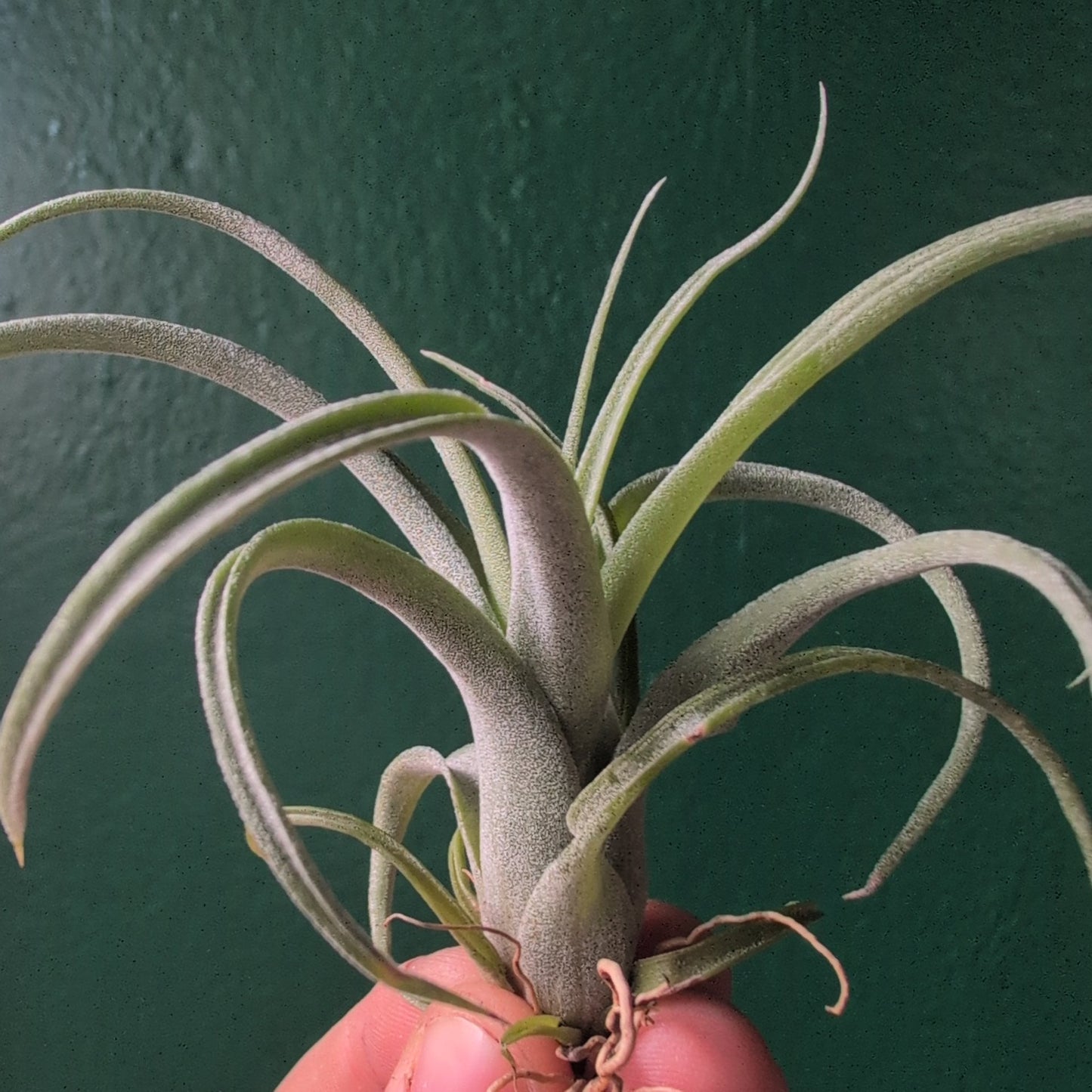 Tillandsia 'Curly Slim' (Air Plant)