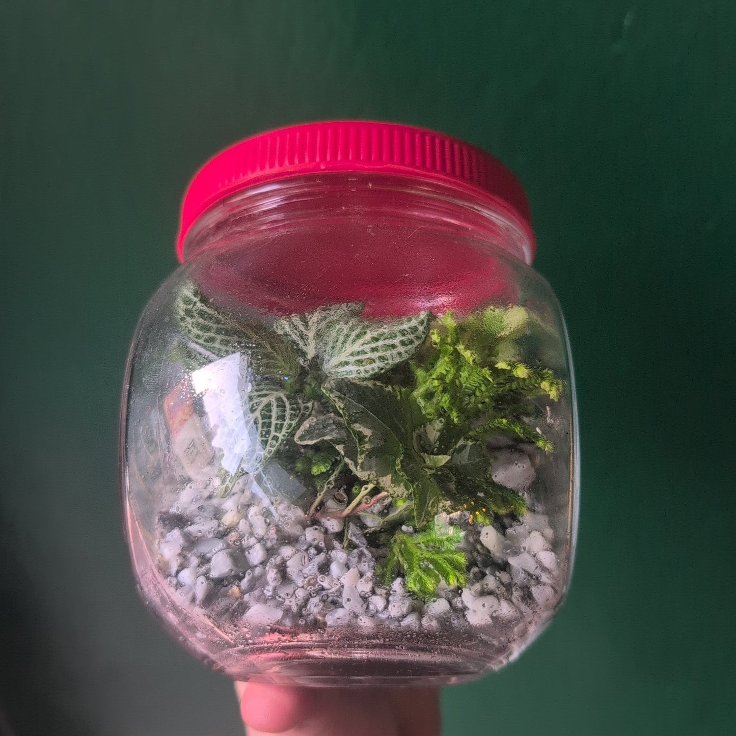 Vintage Sweet Jar Terrariums