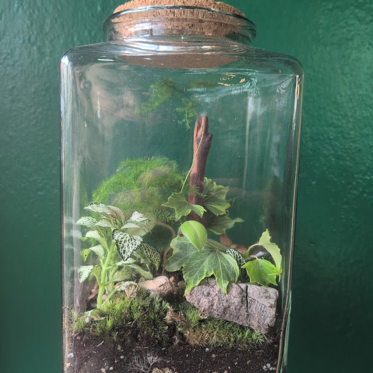 Cuboid shaped Terrarium with Cork Lid