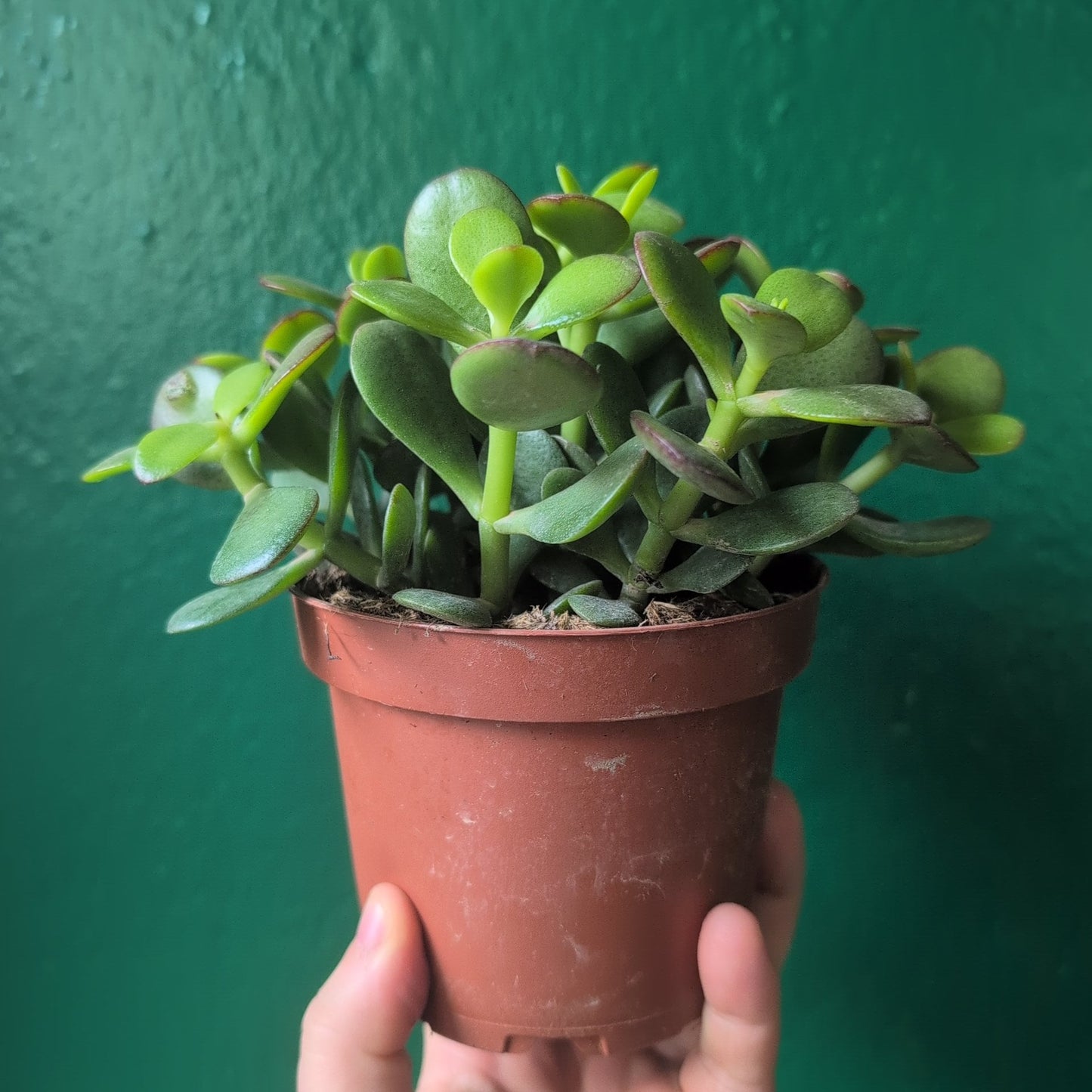 Crassula ovata (Jade plant/Succulent)