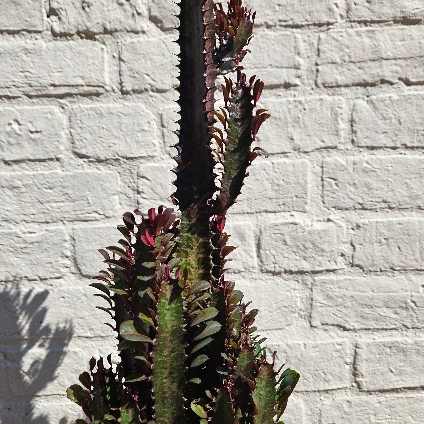 Euphorbia trigona 'Rubra' (African Milk Tree)