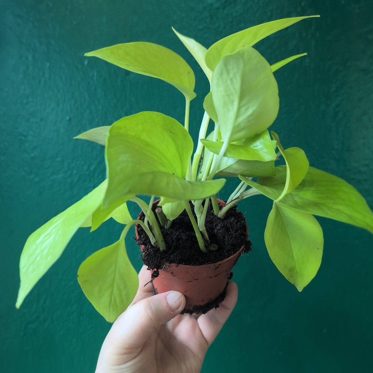 Epipremnum Aureum 'Neon' (Neon Pothos/ Devils Ivy)