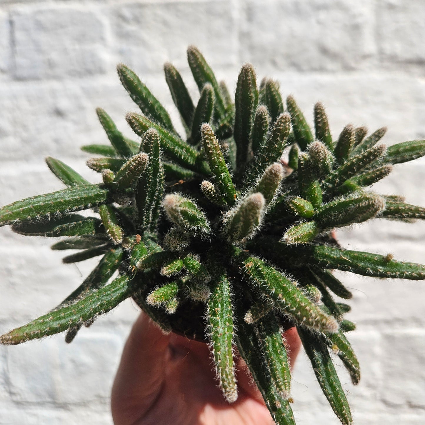 Rhipsalis baccifera 'Horrida' (Mouse Tail Cactus)