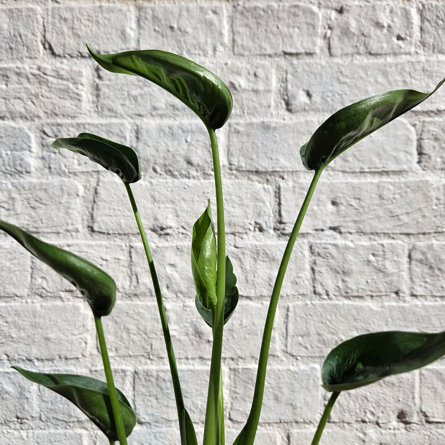 Alocasia 'Tiny Dancers'