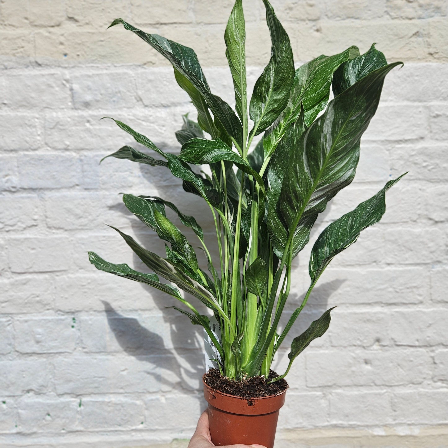 Spathiphyllum 'Diamond' (Variegated Peace Lily)