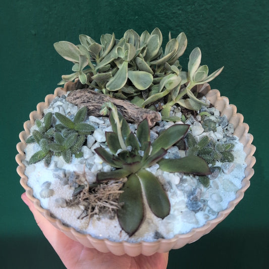 Round Small Bowl Open Terrarium