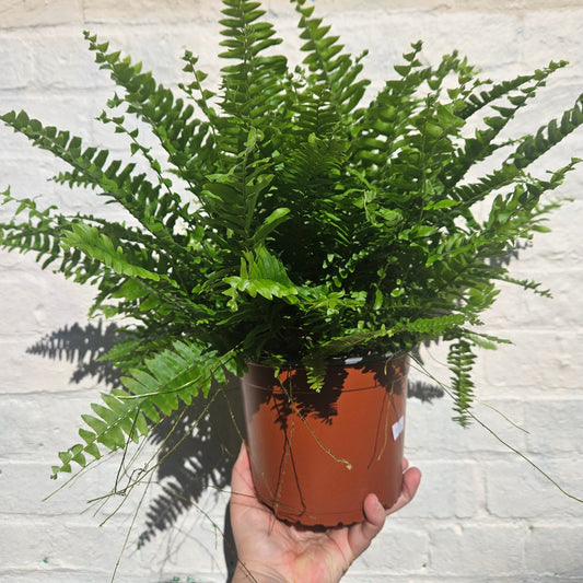 Nephrolepis Exaltata 'Green Lady Fern' (Boston Fern)