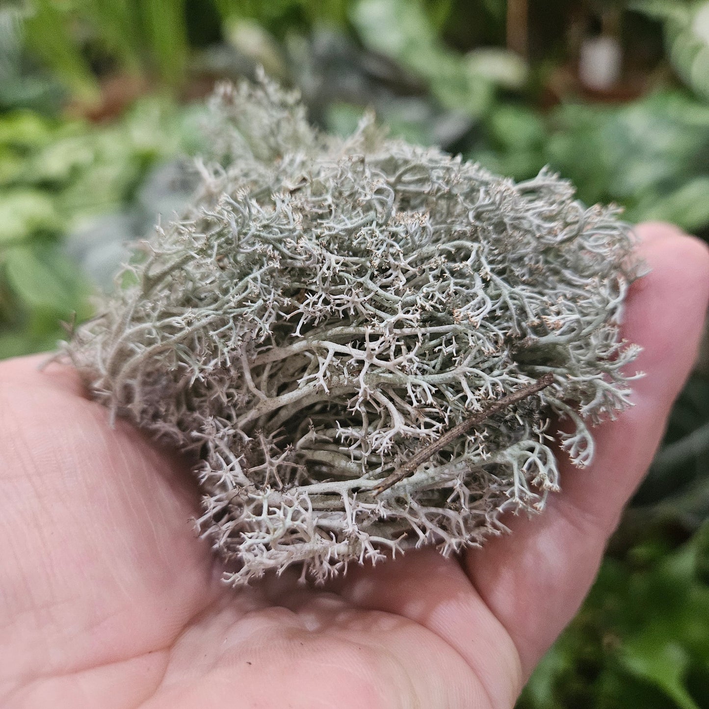 WHOLESALE CLADONIA RANGIFERINA (SILVER REINDEER MOSS)
