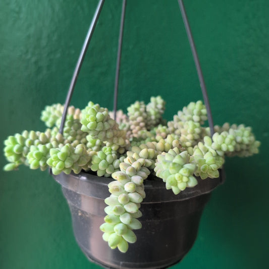 Sedum morganianum 'Burrito' (Burros Tail / Donkey Tail) Various sizes